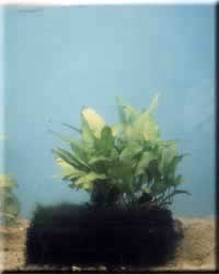 Microsorium pteropus