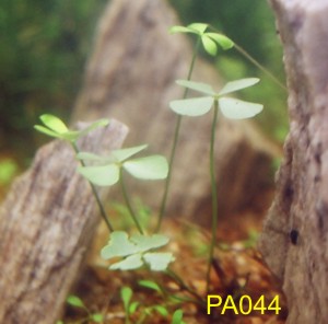 Marsilea quadrifolia