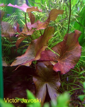 Nymphaea sp. rubra