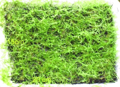 Musgo Vesicularia dubyana