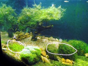 Riccia fluitans