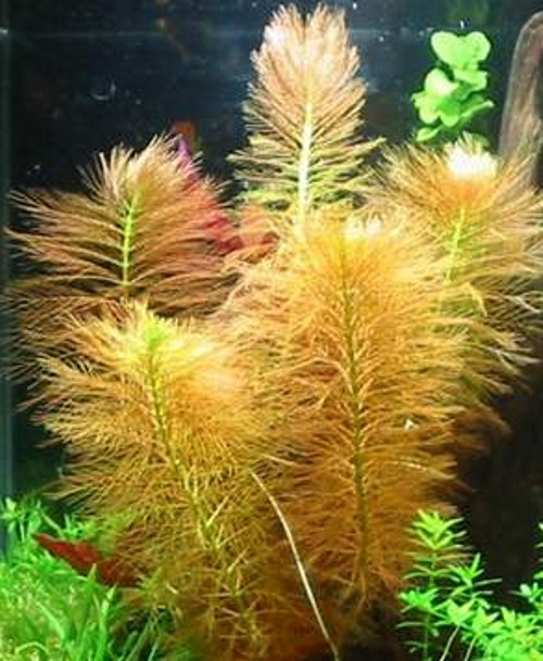 Myriophyllum aquaticum
