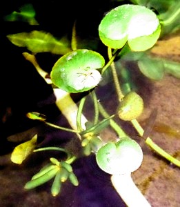 Nymphoides aquatica