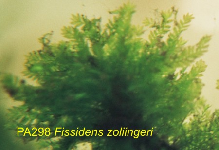 Musgo nativo Fissidens zollingerii