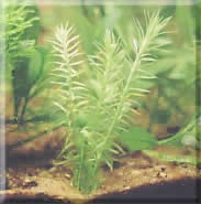 Mayaca fluviatilis