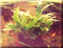 Microsorium pteropus e musgo de java