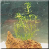 Najas indica