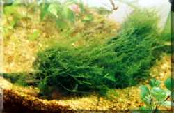 Musgo nativo Isopterygium tenerifolium