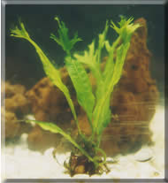 narrow leaf Windelow